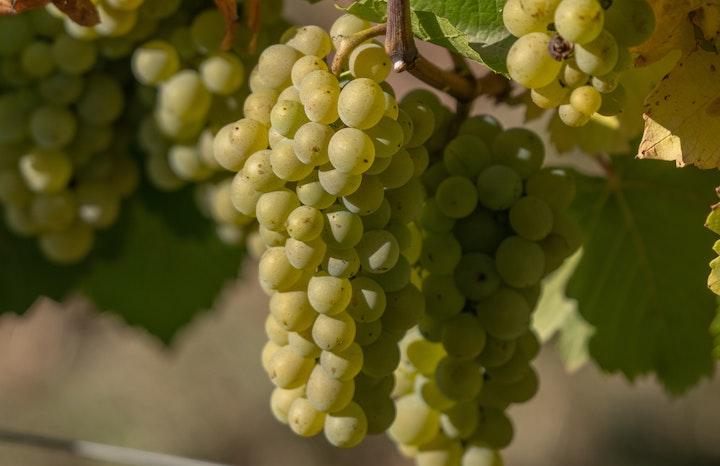 Chardonnay grapes