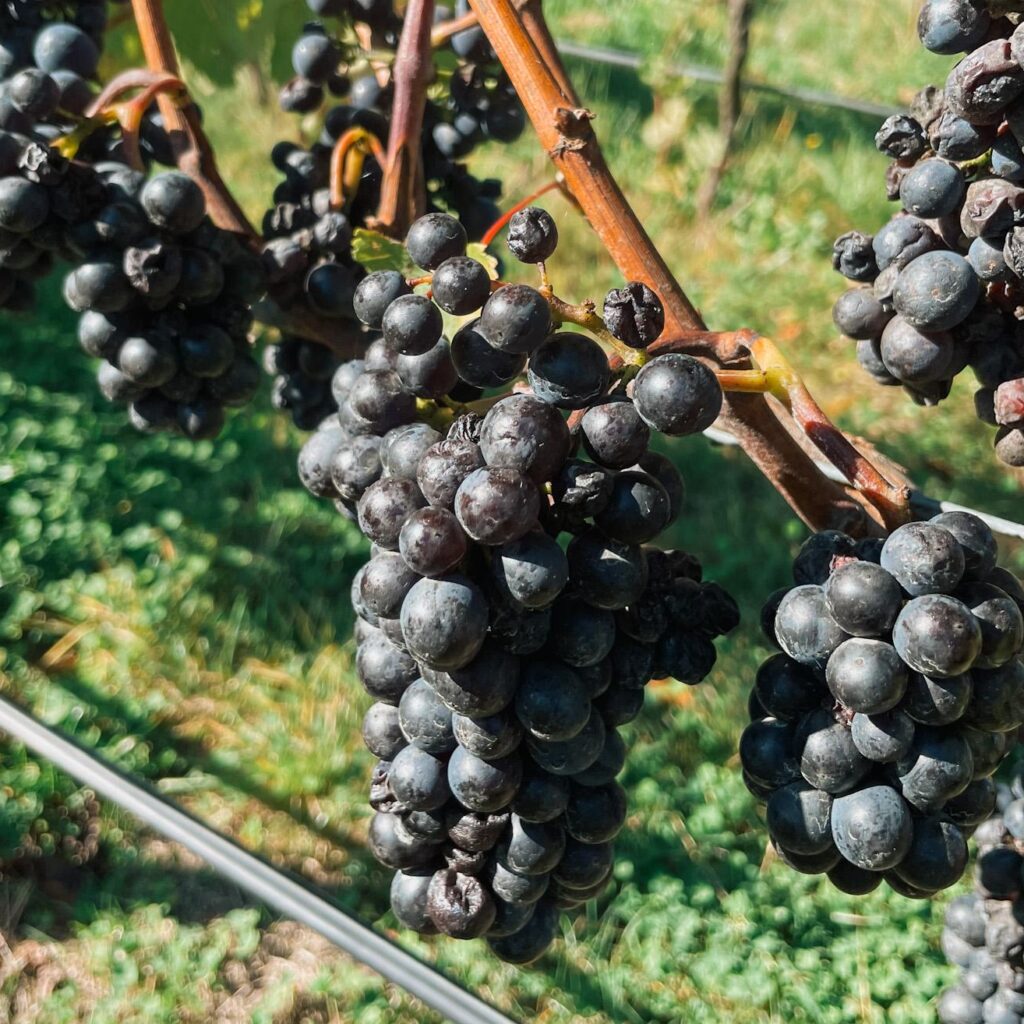 Pinot Noir Grapes in Marlborough